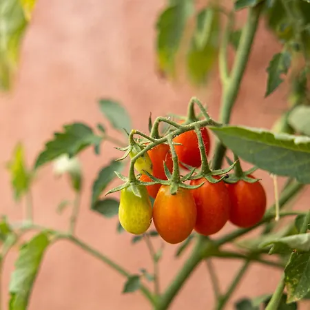 Дом отдыха Plane Tree House
