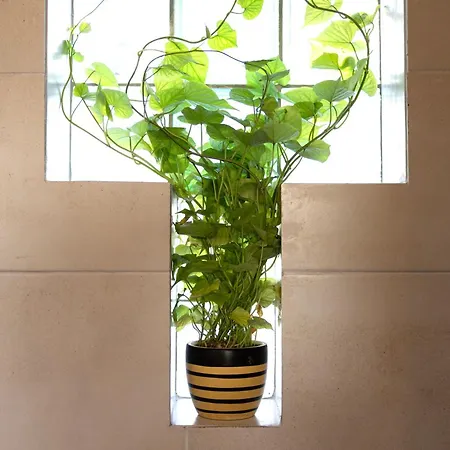 Semesterbostad Plane Tree House