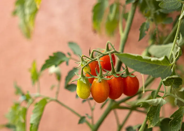 Hébergement de vacances Plane Tree House